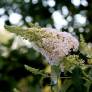 Buddleja davidii 'White Bouquet' - Arbre aux papillons blanc