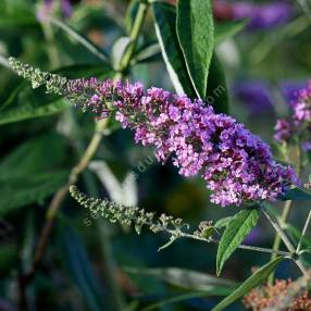 Buddleja 'Pink Delight' - Arbre aux papillons rose