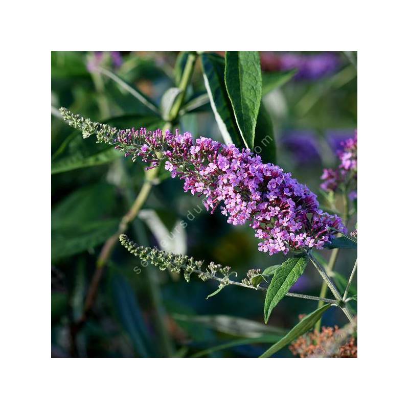 Buddleja 'Pink Delight' - Arbre aux papillons rose