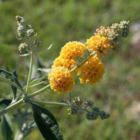 Buddleja x weyeriana 'Sungold' - Arbre aux papillons jaune