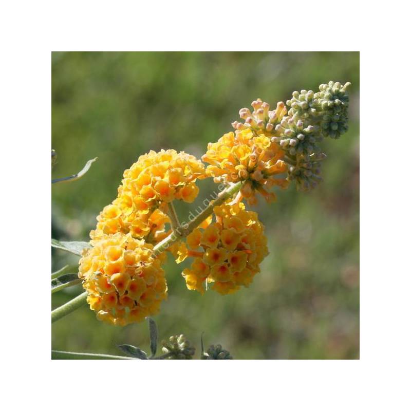 Buddleja x weyeriana 'Sungold' - Arbre aux papillons jaune