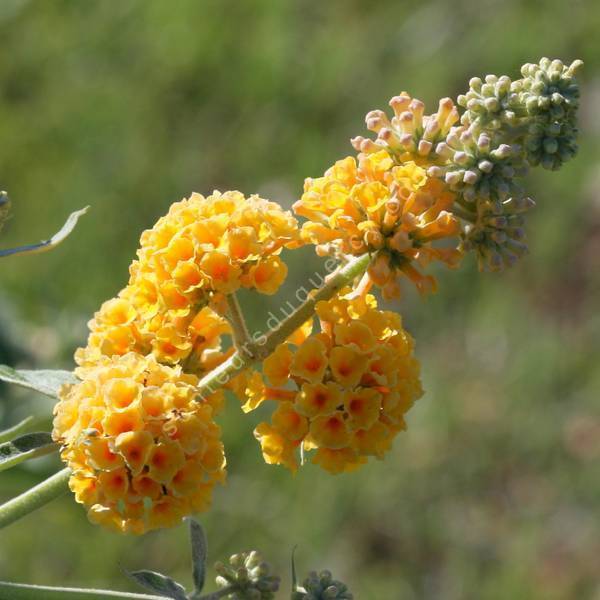 Buddleja x weyeriana 'Sungold' - Arbre aux papillons jaune