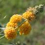 Buddleja x weyeriana 'Sungold' - Arbre aux papillons jaune