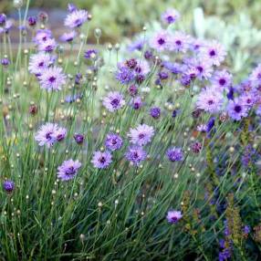 Catananche caerulea - Cupidone