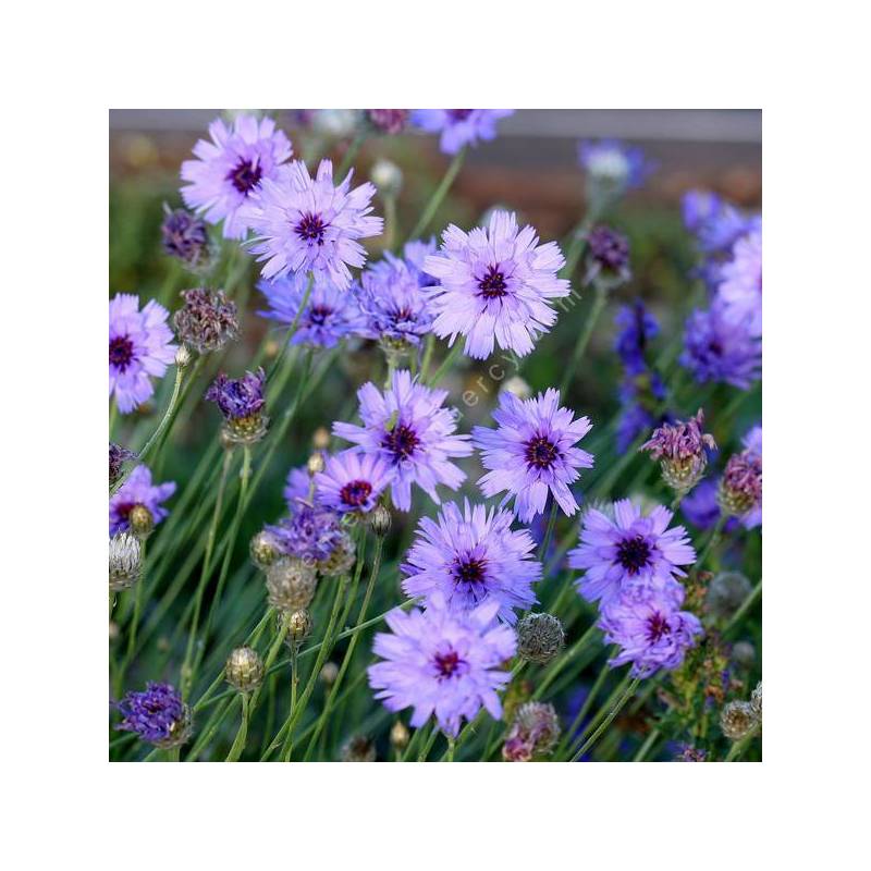 Catananche caerulea - Cupidone