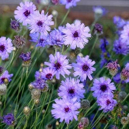 Catananche caerulea - Cupidone