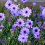 Catananche caerulea - Cupidone