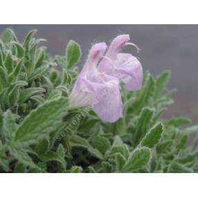 Salvia caespitosa - Sauge cespiteuse