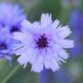 Catananche caerulea - Cupidone