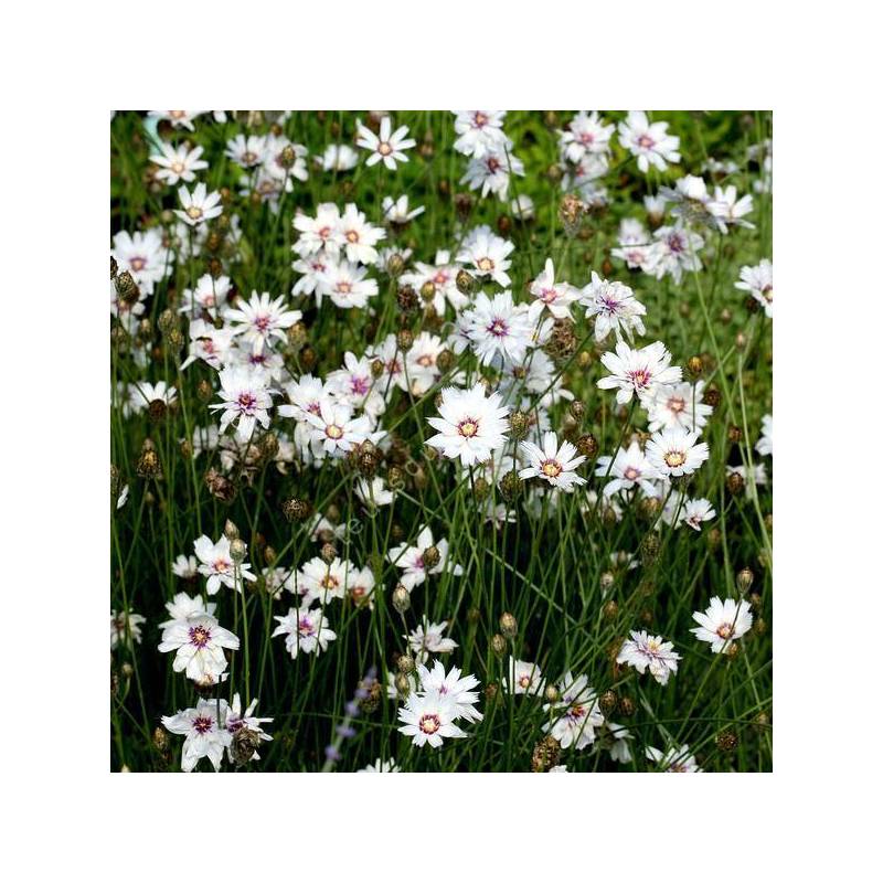 Catananche caerulea 'Alba' - Cupidone à fleur blanche