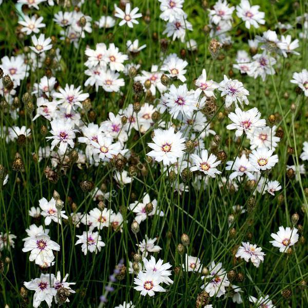 Catananche caerulea 'Alba' - Cupidone à fleur blanche