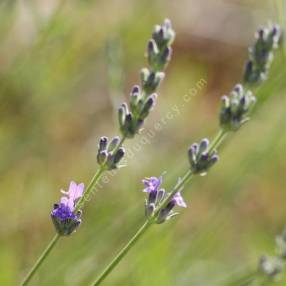 Lavandula latifolia - Lavande aspic