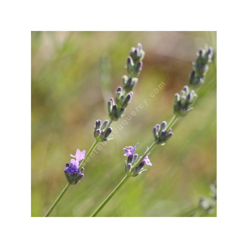 Lavandula latifolia - Lavande aspic