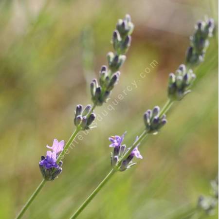 Lavandula latifolia - Lavande aspic