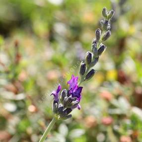 Lavandula lanata - Lavande laineuse