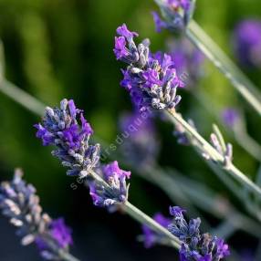 Lavandula x chaytorae 'Silver Mist' - Lavande grise