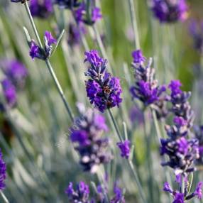 Lavandula x chaytorae 'Silver Mist' - Lavande grise