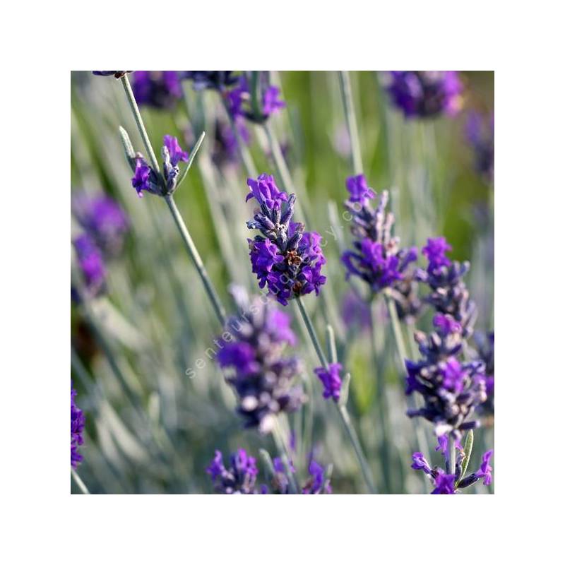 Lavandula x chaytorae 'Silver Mist' - Lavande grise