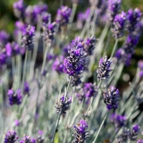 Lavandula x chaytorae 'Silver Mist' - Lavande grise