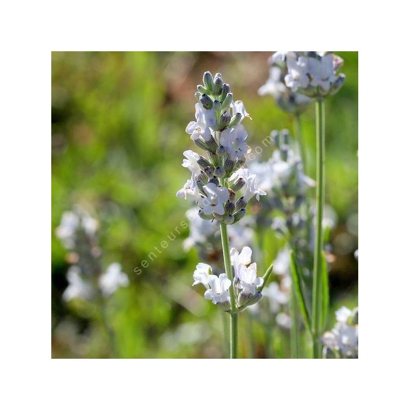 Lavandula x intermedia 'Heavenly Angel' - Lavandin blanc compact