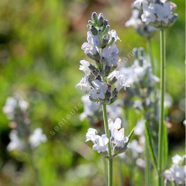 Lavandula x intermedia 'Heavenly Angel' - Lavandin blanc compact