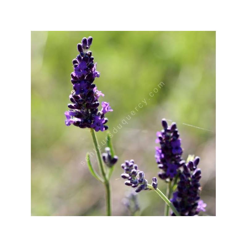 Lavandula x intermedia 'Heavenly Night' - Lavandin bleu compact