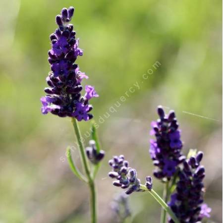 Lavandula x intermedia 'Heavenly Night' - Lavandin bleu compact