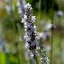 Lavandula x intermedia 'Goélands Argentés' - Lavandin blanc