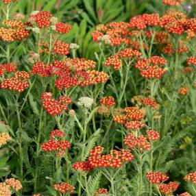 Achillea 'Walter Funcke' - Achillée