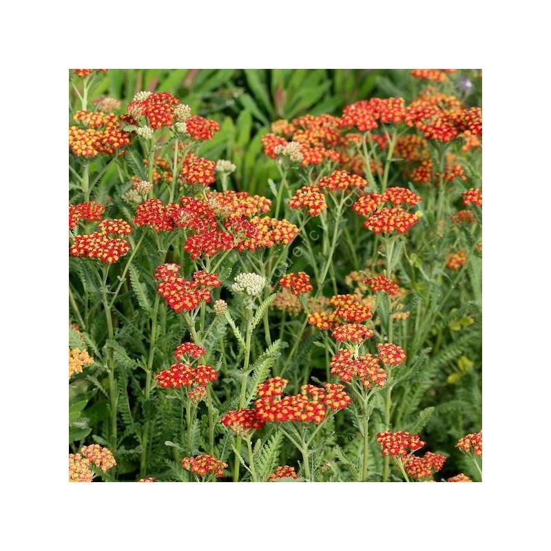 Achillea 'Walter Funcke' - Achillée