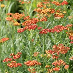 Achillea 'Walter Funcke' - Achillée