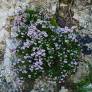 Erica multiflora - Bruyère à nombreuses fleurs