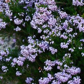 Erica multiflora - Bruyère à nombreuses fleurs