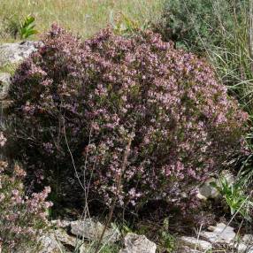 Erica multiflora - Bruyère à nombreuses fleurs