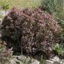 Erica multiflora - Bruyère à nombreuses fleurs