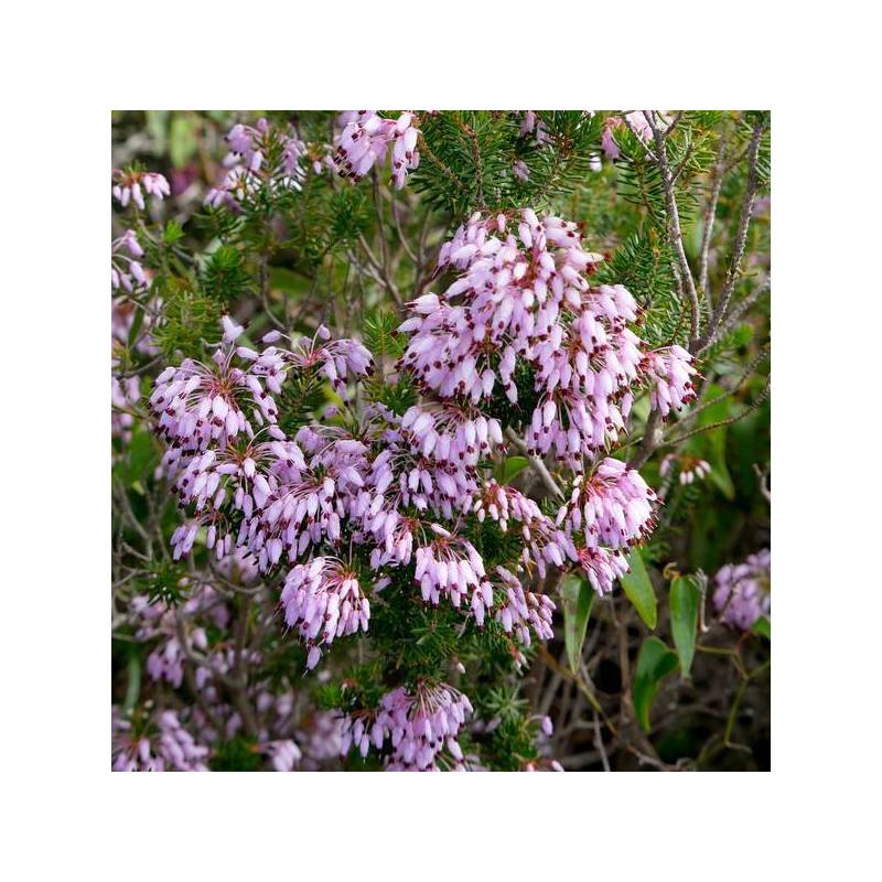 Erica multiflora - Bruyère à nombreuses fleurs