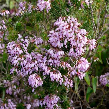 Erica multiflora - Bruyère à nombreuses fleurs
