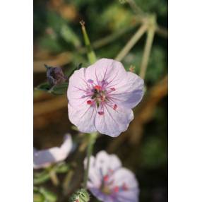 Erodium celtibericum 'Penagolosa'