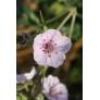 Erodium celtibericum 'Penagolosa'