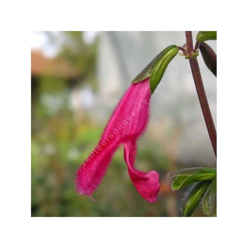 Salvia buchananii - Sauge de Buchanan