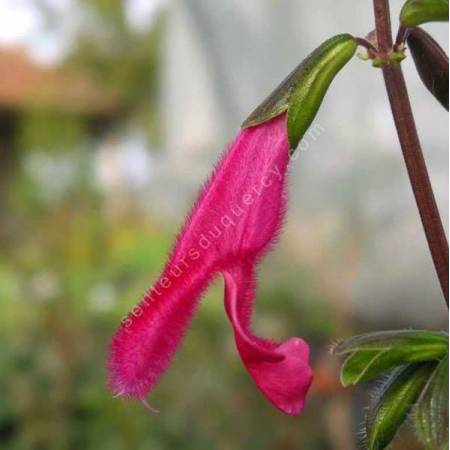 Salvia buchananii - Sauge de Buchanan