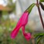 Salvia buchananii - Sauge de Buchanan