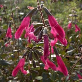 Salvia buchananii - Sauge de Buchanan