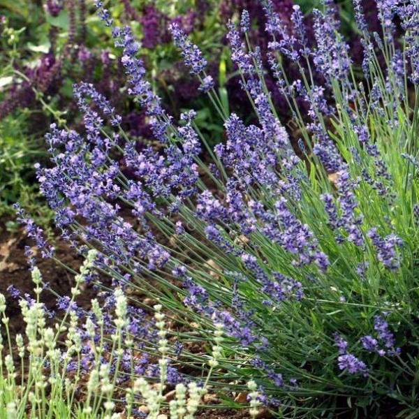 Lavandula angustifolia 'Ruffinato' - Vraie Lavande