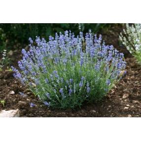 Lavandula angustifolia 'Blue Caution' - Vraie Lavande