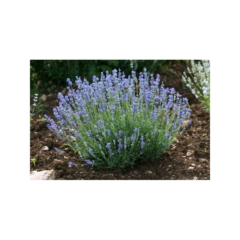 Lavandula angustifolia 'Blue Caution' - Vraie Lavande