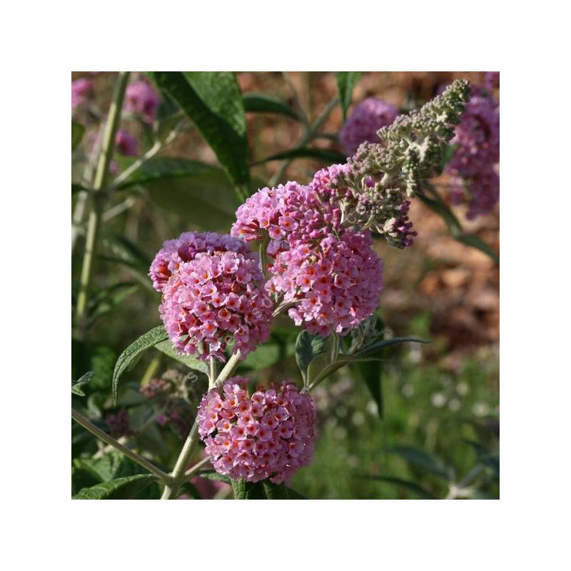 Buddleja x weyeriana 'Rose' - Arbre aux papillons rose