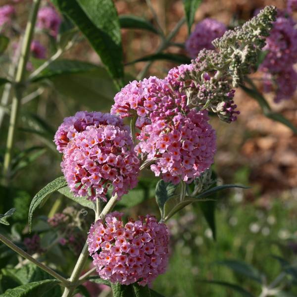 Buddleja x weyeriana 'Pagode Rose' - Arbre aux papillons rose Buddleja x weyeriana 'Pagode Rose' - Arbre aux papillons rose