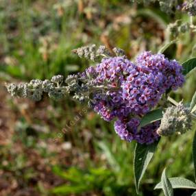 Buddleja x weyeriana 'Bleu' - Arbre aux papillons bleu