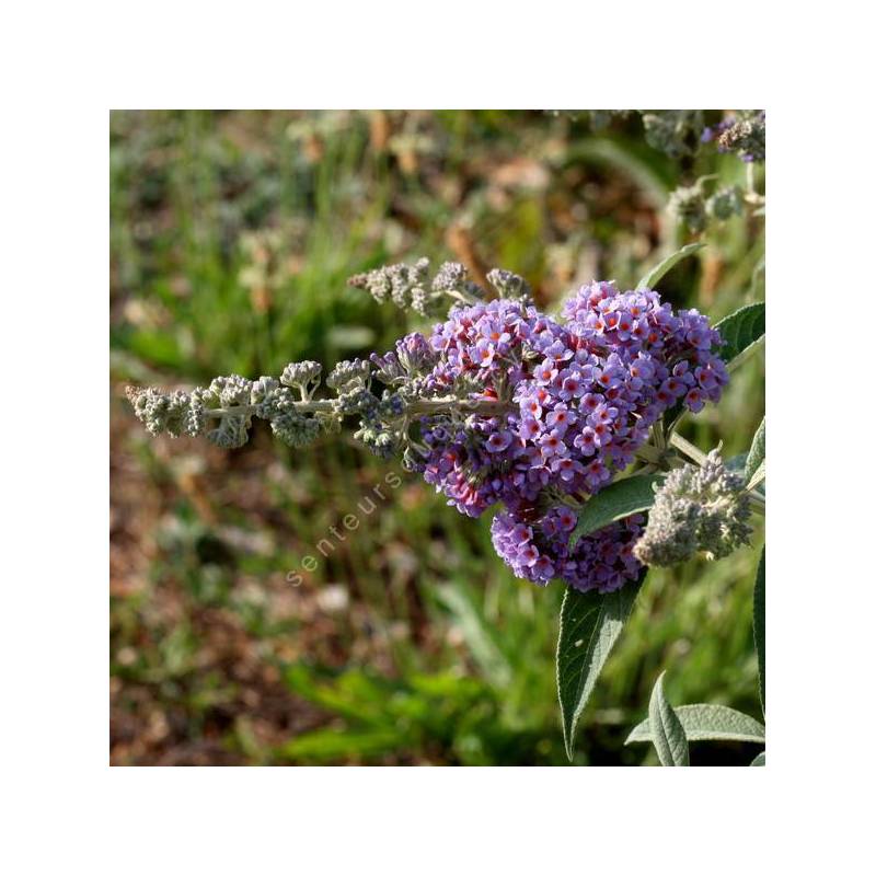 Buddleja x weyeriana 'Bleu' - Arbre aux papillons bleu